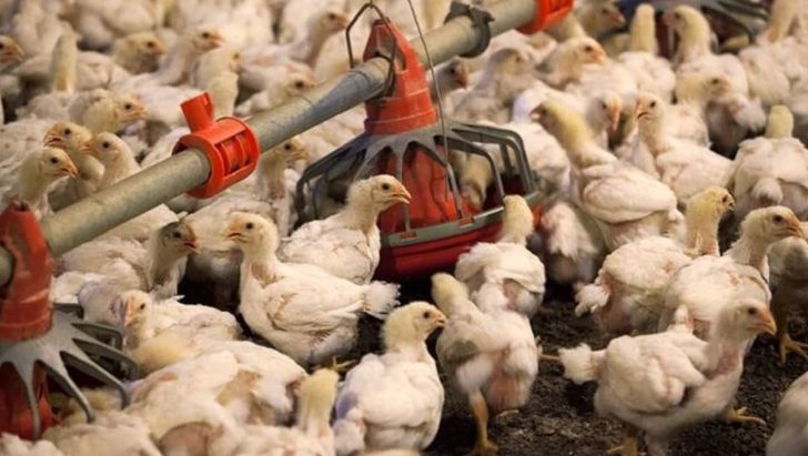 اتحادیه سراسری مرغداران گوشتی ایران؛ تکذیب پرورش مرغ تا ۹۰ روز